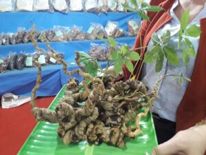 Giá Sâm Ngọc Linh Giá Sâm Ngọc Linh