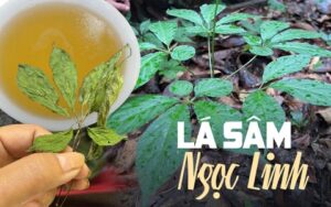 Lá Sâm Ngọc Linh Lá Sâm Ngọc Linh
