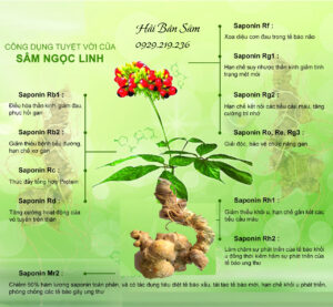 Sâm Ngọc Linh có tác dụng gì Sâm Ngọc Linh có tác dụng gì