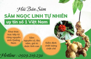 Tác dụng của Sâm Ngọc Linh Sâm Ngọc Linh có tác dụng gì