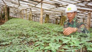 Cách trồng Sâm Ngọc Linh Cách trồng Sâm Ngọc Linh