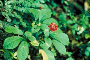 Cây Sâm Ngọc Linh Cây Sâm Ngọc Linh