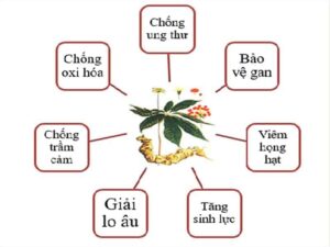Công Dụng Sâm Ngọc Linh công dụng sâm ngọc linh