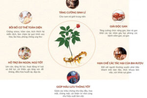 Công Dụng Sâm Ngọc Linh Công Dụng Sâm Ngọc Linh