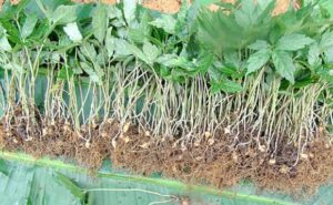 Cách trồng Sâm Ngọc Linh Sâm Ngọc Linh