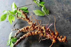 Mua Sâm Ngọc Linh ở Hồ Chí Minh Sâm Ngọc Linh