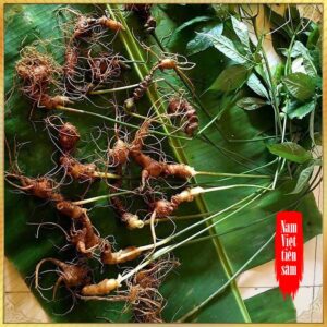 Mua Sâm Ngọc Linh ở đâu Sâm Ngọc Linh