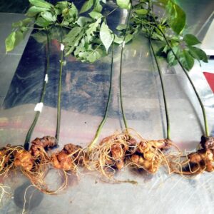 Mua Sâm Ngọc Linh ở Hà Nội Sâm Ngọc Linh