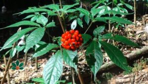 Sâm Ngọc Linh trồng ở đâu Sâm Ngọc Linh trồng ở đâu