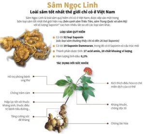 Tác dụng của Sâm Ngọc Linh Tác dụng Sâm ngọc Linh