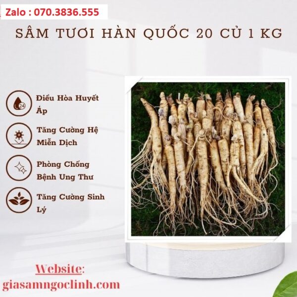 Sâm Tươi Hàn Quốc 20 Củ 1 kg
