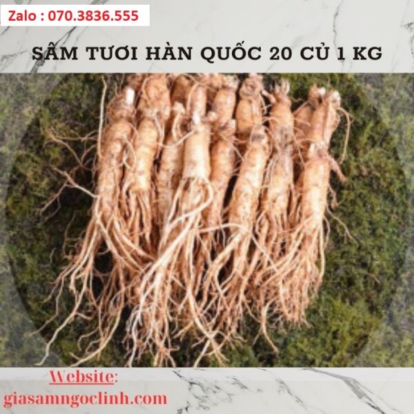 Sâm Tươi Hàn Quốc 20 Củ 1 kg