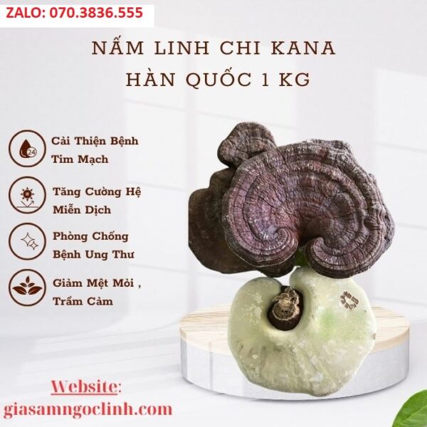 Nấm Linh Chi Kana Hàn Quốc 1 kg