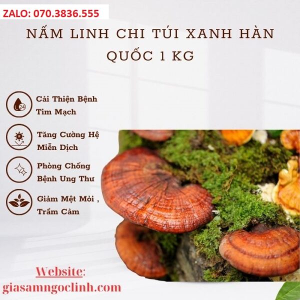 Nấm Linh Chi Túi Xanh Hàn Quốc 1 Kg