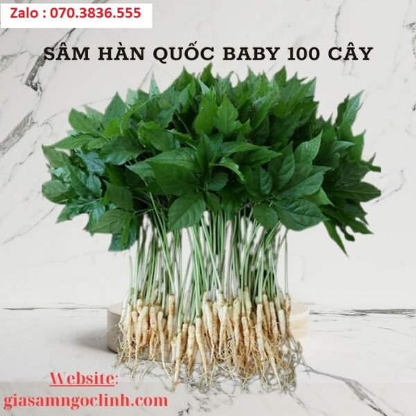 Sâm Hàn Quốc Baby 100 Cây
