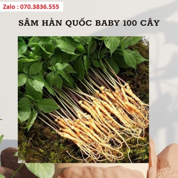 Sâm Hàn Quốc Baby 100 Cây