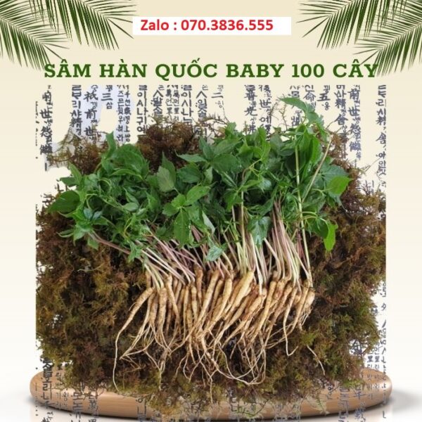 Sâm Hàn Quốc Baby 100 Cây