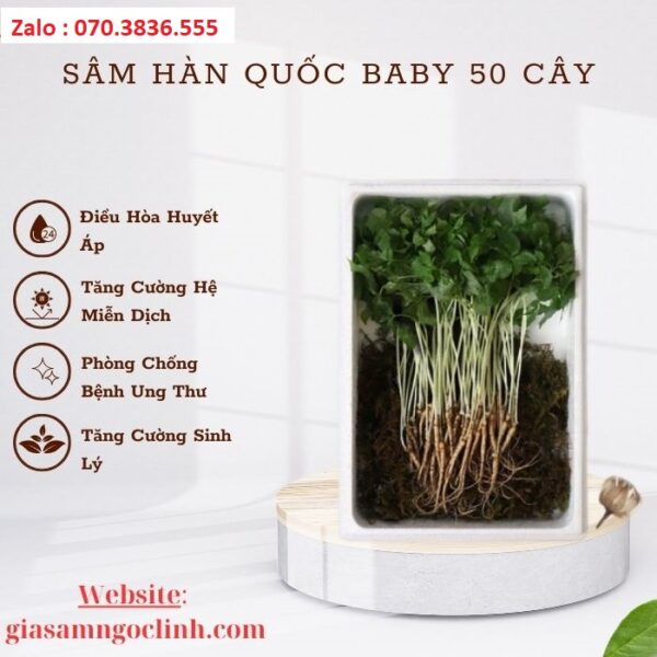 Sâm Hàn Quốc Baby 50 Cây