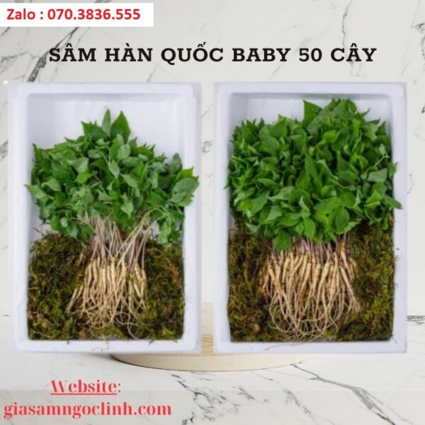Sâm Hàn Quốc Baby 50 Cây