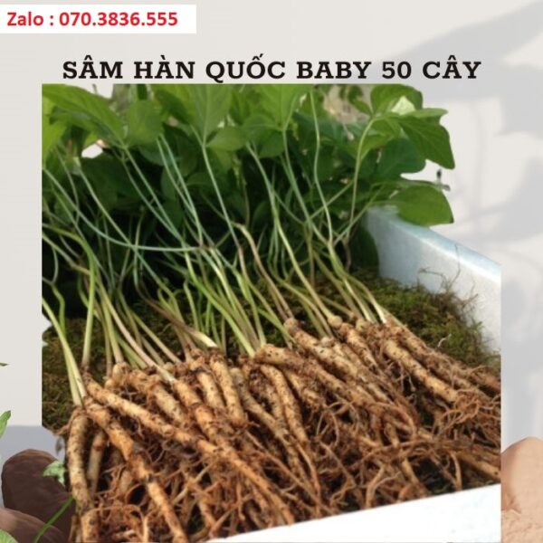 Sâm Hàn Quốc Baby 50 Cây