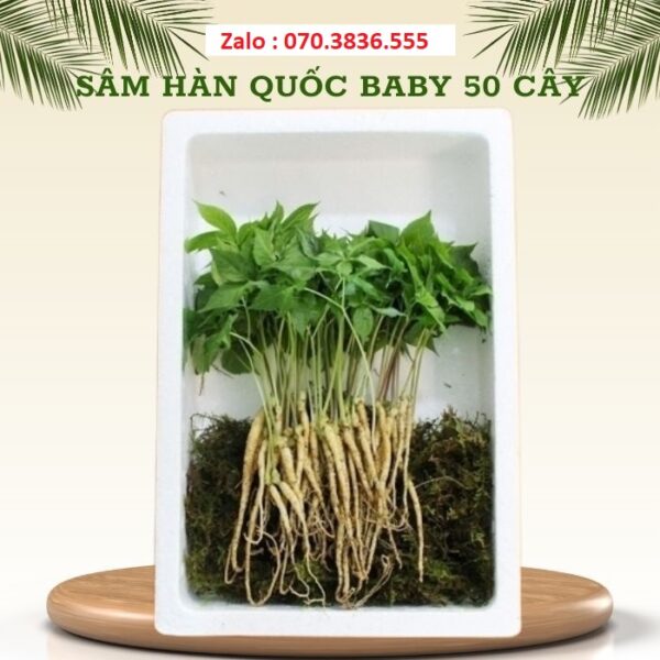 Sâm Hàn Quốc Baby 50 Cây