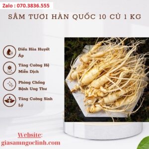 Sâm Tươi Hàn Quốc 10 Củ 1 kg Sam Tuoi Han Quoc 10 Cu 1 kg 1