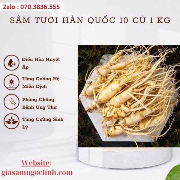 Sâm Tươi Hàn Quốc 10 Củ 1 kg