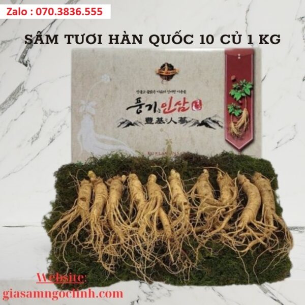 Sâm Tươi Hàn Quốc 10 Củ 1 kg