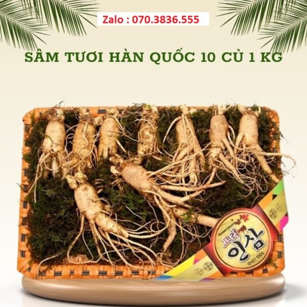 Sâm Tươi Hàn Quốc 10 Củ 1 kg