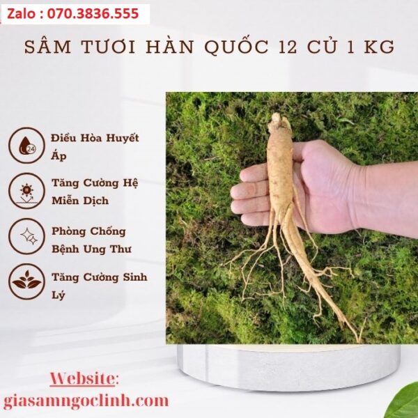 Sâm Tươi Hàn Quốc 12 Củ 1 kg