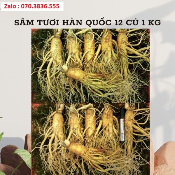 Sâm Tươi Hàn Quốc 12 Củ 1 kg