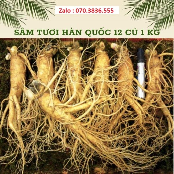Sâm Tươi Hàn Quốc 12 Củ 1 kg