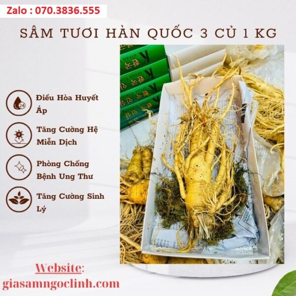 Sâm Tươi Hàn Quốc 3 Củ 1 kg