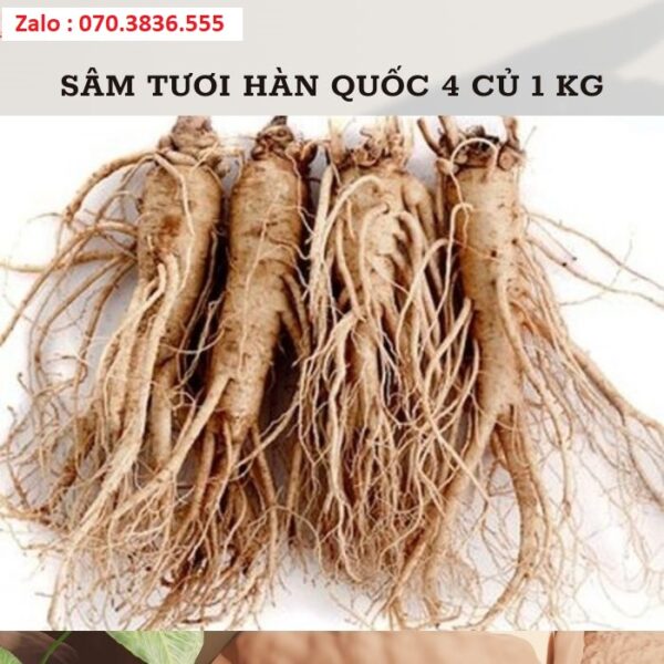 Sâm Tươi Hàn Quốc 4 Củ 1 kg