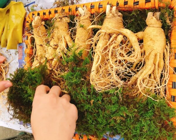 Sâm Tươi Hàn Quốc 5 Củ 1 kg