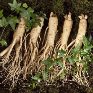 Sam Tuoi Han Quoc 5 Cu 1 kg 2