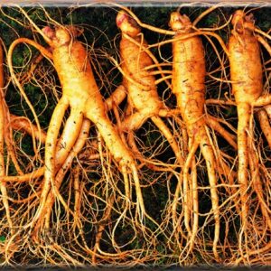 Sam Tuoi Han Quoc 5 Cu 1 kg 3