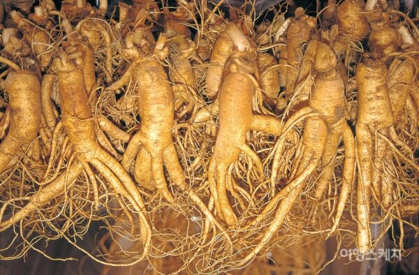 Sâm Tươi Hàn Quốc 5 Củ 1 kg