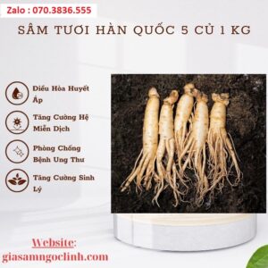 Sâm Tươi Hàn Quốc 6 Củ 1 kg Sam Tuoi Han Quoc 6 Cu 1 kg 1