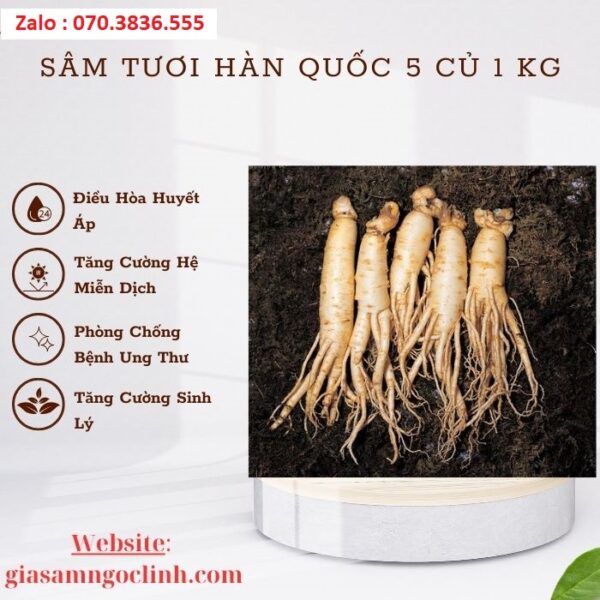 Sâm Tươi Hàn Quốc 6 Củ 1 kg