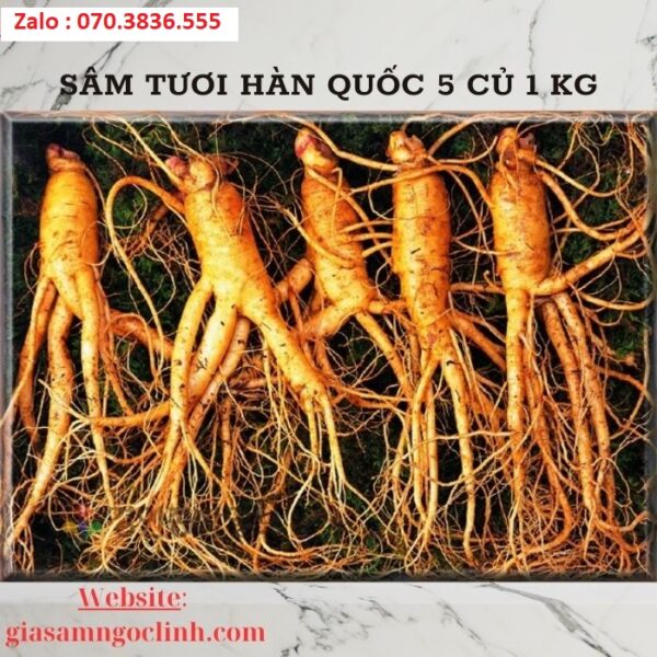Sâm Tươi Hàn Quốc 6 Củ 1 kg