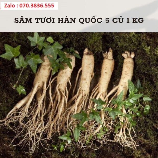 Sâm Tươi Hàn Quốc 6 Củ 1 kg
