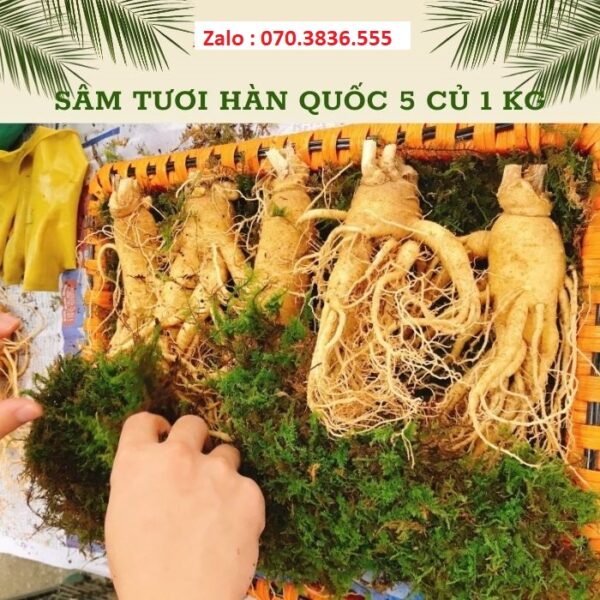 Sâm Tươi Hàn Quốc 6 Củ 1 kg