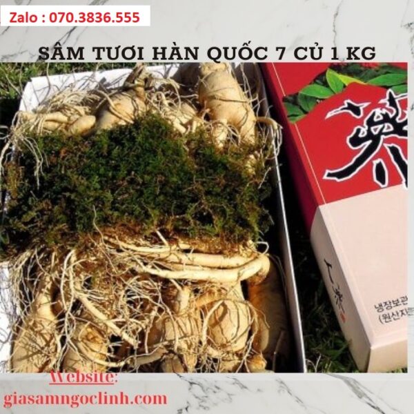 Sâm Tươi Hàn Quốc 7 Củ 1 kg