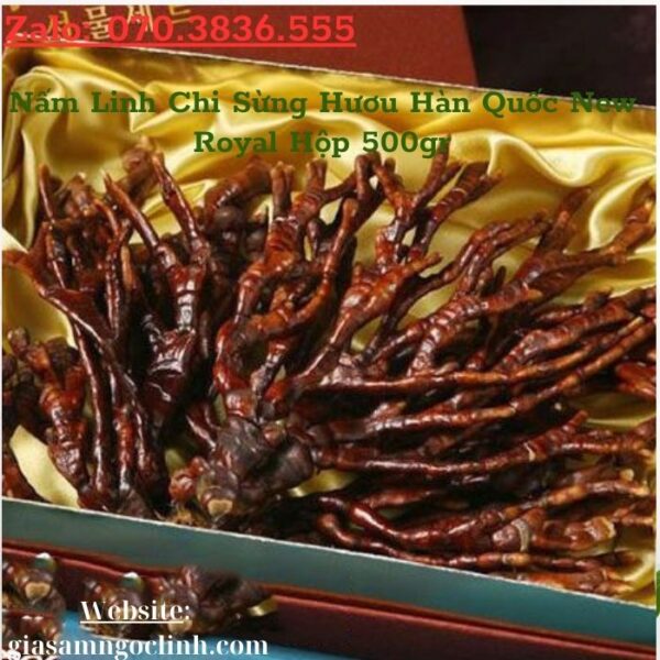 Nấm Linh Chi Sừng Hươu Hàn Quốc New Royal Hộp 500gr